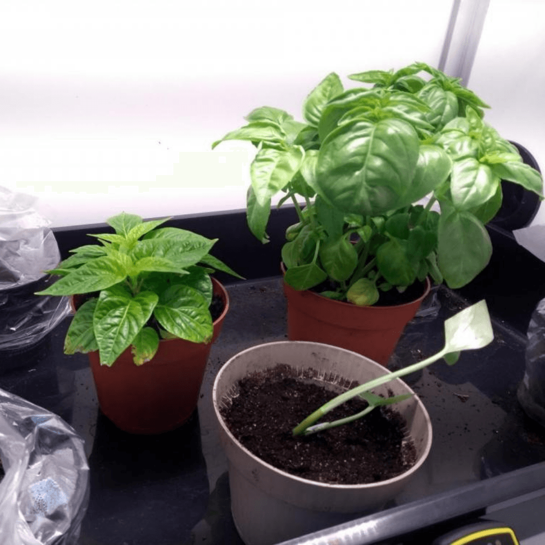 Propagator binnen