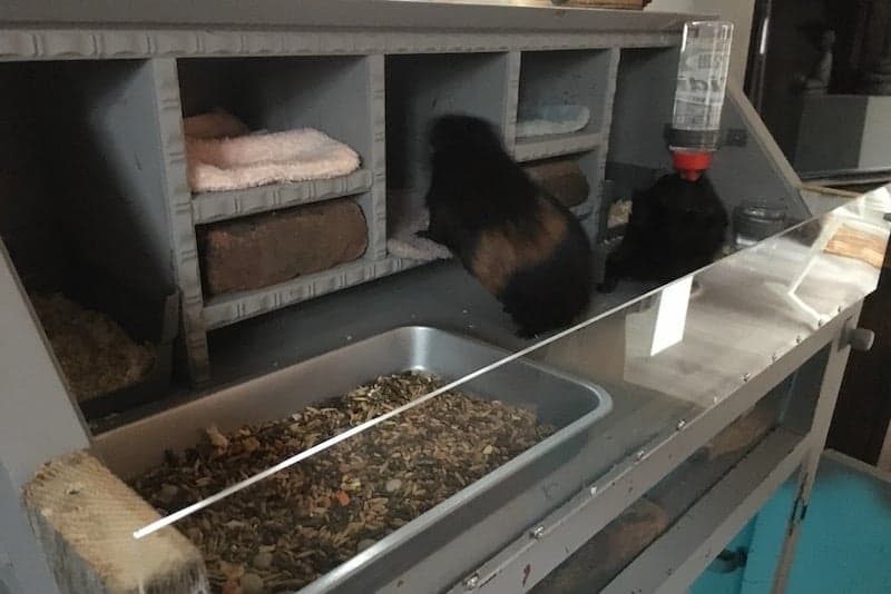 Plastic pet enclosure