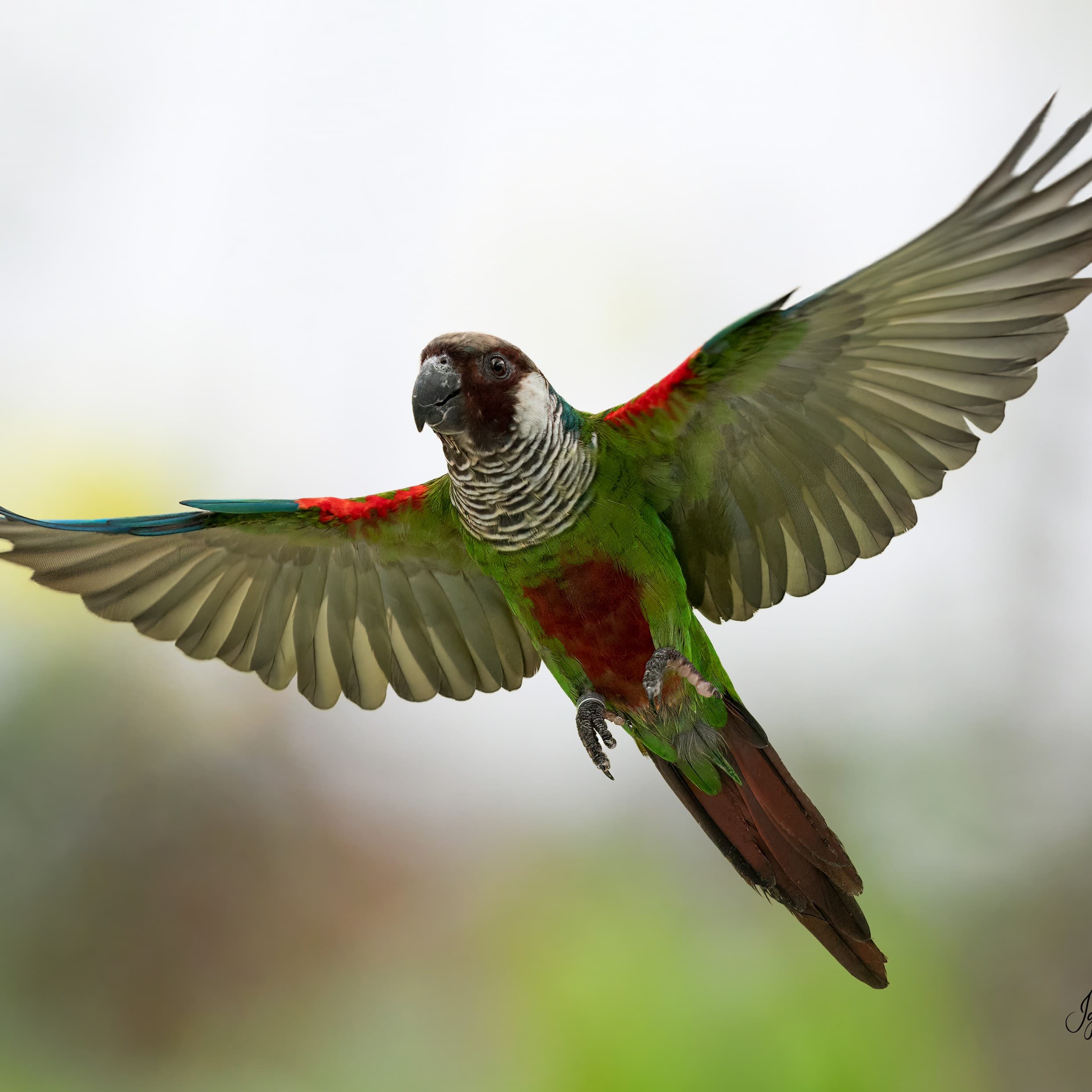 Fotokooi voor het fotograferen van vogels 1.3