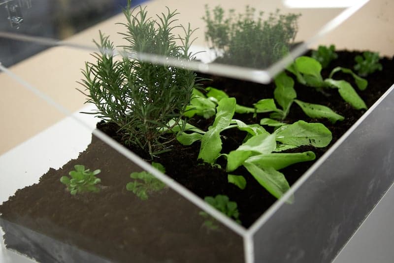 Leuke tuin ideen kweekbak maken eindresultaat met plantjes van dichtbij