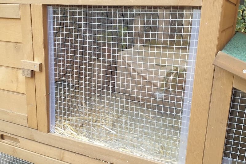 Windscherm konijnenhok met konijnen