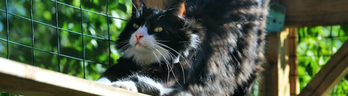 Kattenren bouwen binnenkat