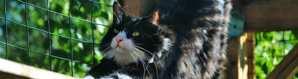 Kattenren bouwen binnenkat banner