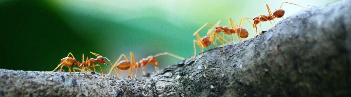 Mierenkolonie banner