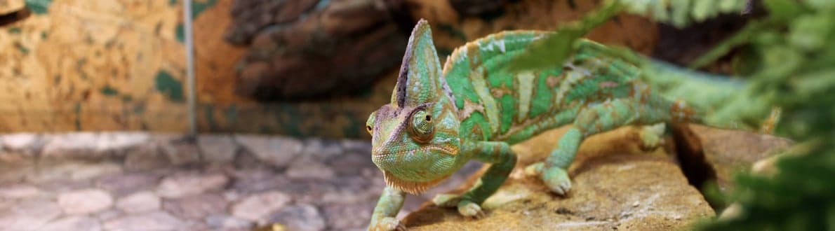 Terrarium gekko banner