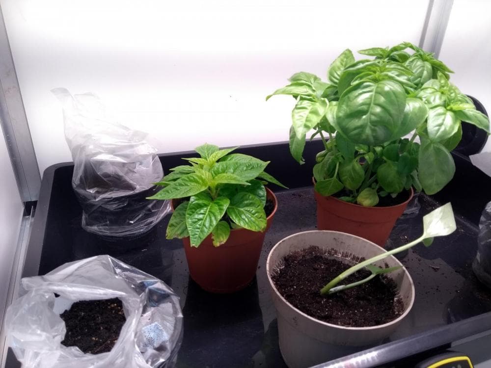 Vensterbank met plantenbakken