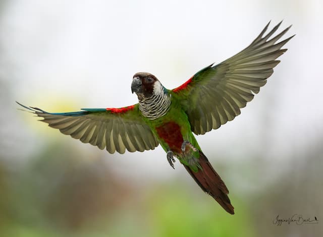 Fotokooi voor het fotograferen van vogels