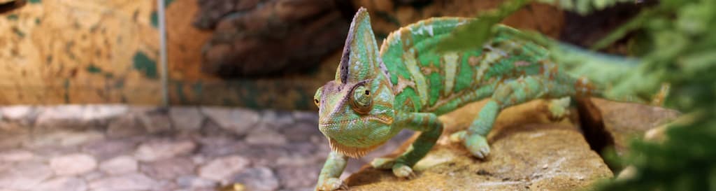 Terrarium gekko groen
