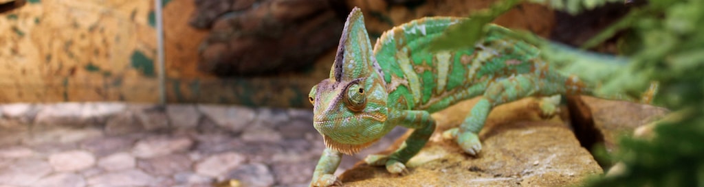 Terrarium gekko groen