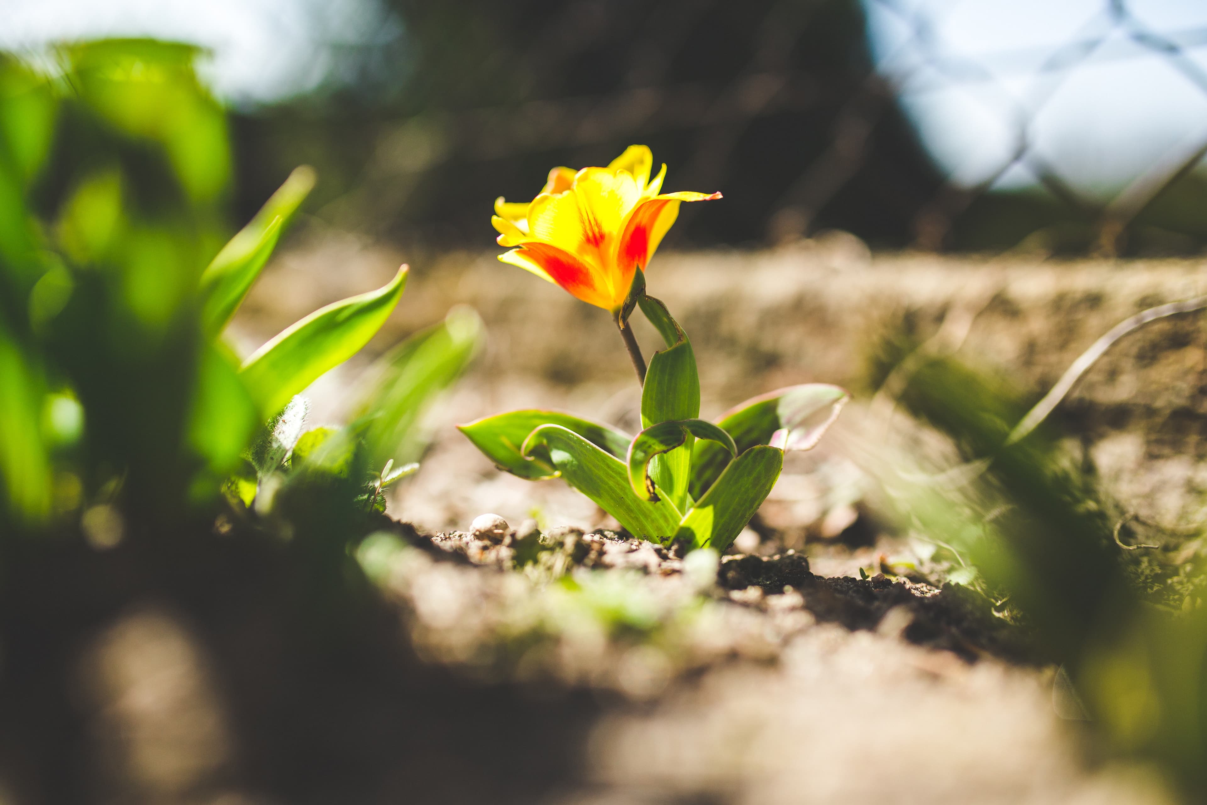 Tuin lenteklaar maken