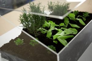 Leuke tuin ideen kweekbak maken eindresultaat met plantjes van dichtbij