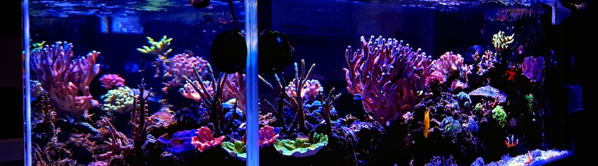 Aquarium op maat met kunststof
